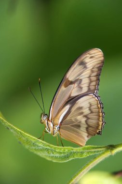 Julia Longwing 'in (dryas Julia) Florida' daki yeşil yaprağın üzerindeki makro çekimi.