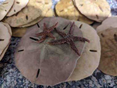 Sahildeki deniz balıklarının yakın plan çekimi.