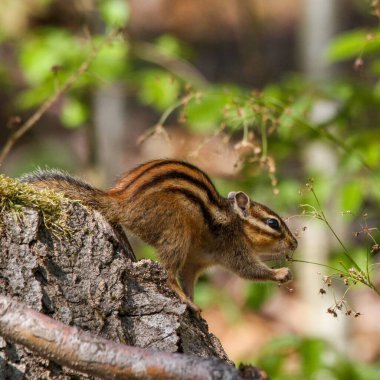 Sibirya sincabının yakın çekimi bulanık arka planda, eski yosunlu ağaç gövdesinde oturuyor.