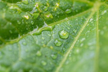 Yeşil yapraklı damlacıkların Macro çekimi.