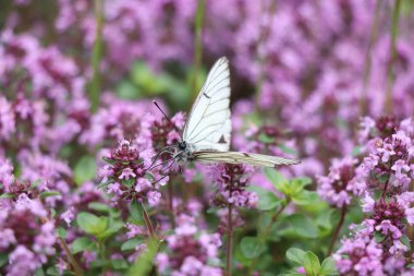 Keklik çiçeklerinin üzerine tünemiş beyaz kelebeğin seçici odak noktası.