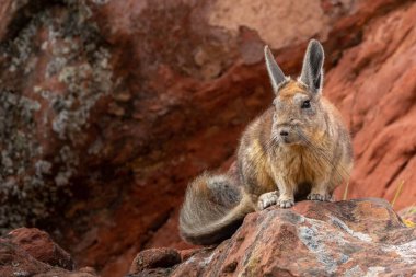 Kayalar üzerinde seçici bir güney viscacha (Lagidium viscacia).