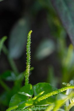 Peperomia Pellucida bitkisinin güzel bir yakın çekimi