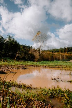 Ormanın ortasındaki kirli gölet suyunun dikey görüntüsü.