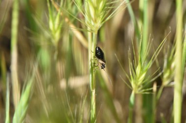Güneş ışığının altındaki çimlerin üzerinde bulanık bir arka planı olan bir böceğin yakın çekimi.