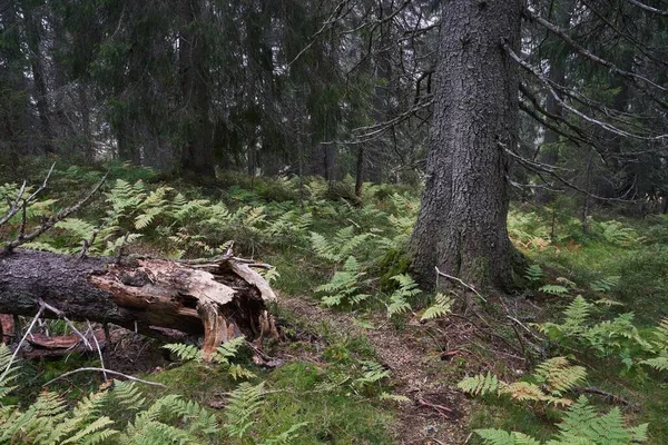 Tronco Roto Caído Suelo Reserva Forestal Svartdalstjerna Las Colinas Totenaasen —  Fotos de Stock