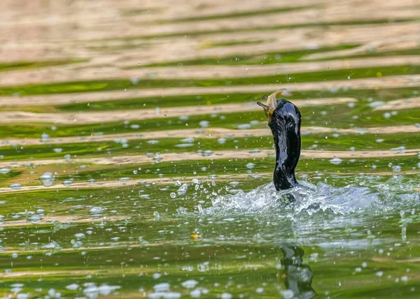 Pássaro Corvo Marinho Com Peixe Bico Num Lago — Fotografia de Stock