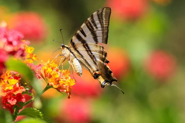 Eine Nahaufnahme Des Schönen Schmetterlings Auf Gelb Roten Blumen Vor — Stockfoto
