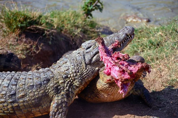 Погляд Крокодили Які Борються Шматки Яса Один Проти Одного — стокове фото