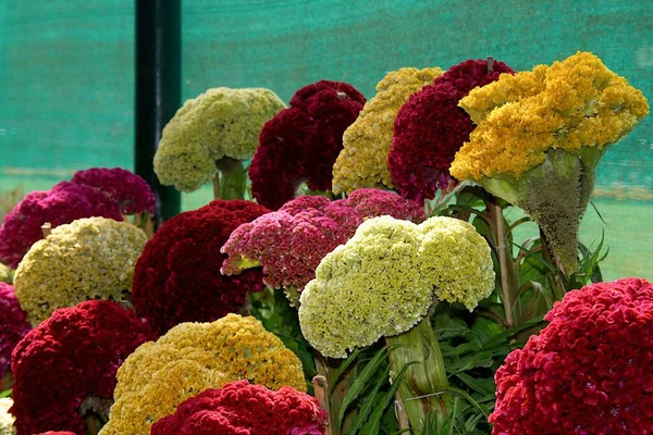 Grupo Multicolorido Flores Cockscomb Show Flores Dia República — Fotografia de Stock
