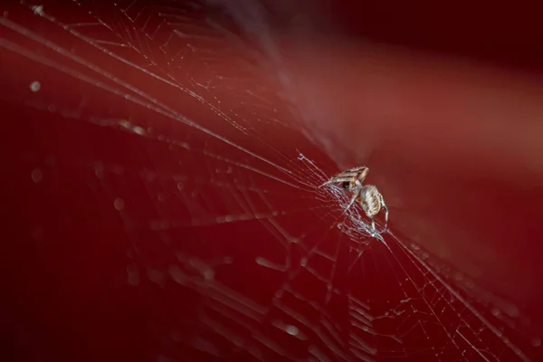 Primer Plano Una Araña Telaraña Contra Fondo Rojo Borroso —  Fotos de Stock