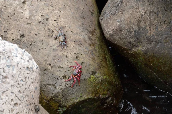 stock image A closeup of crabes on rock