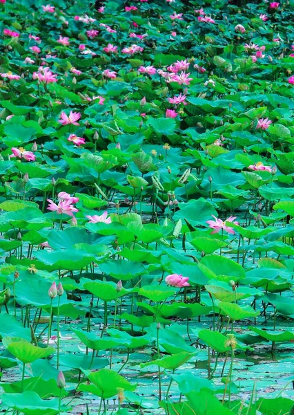 Vertikal Bild Rosa Nöt Bärande Lotus Nelumbo Nucifera Blommor Täckt — Stockfoto