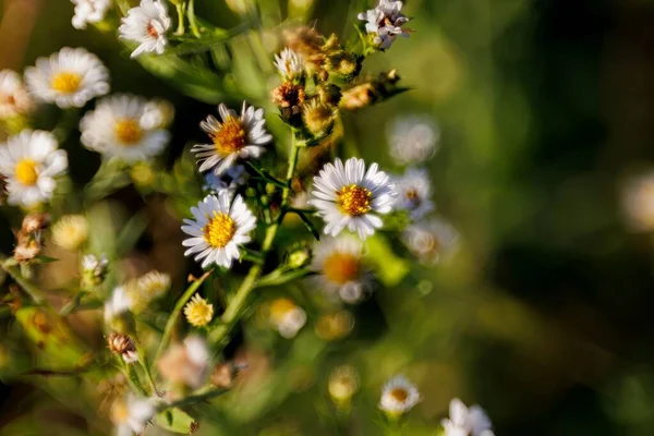 Closeup Shot White Flowers Garden — Stock Photo, Image
