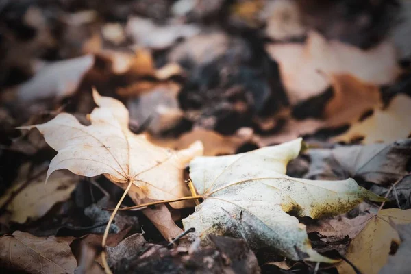 ウスターシャー州バッツフォード樹木の上の秋の葉のクローズアップショット — ストック写真