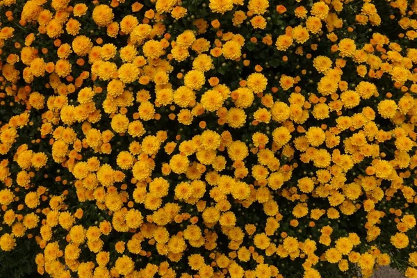 A Closeup of yellow dahlia flowers on a shrub