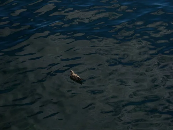 호수에 갈매기의 아름다운 — 스톡 사진