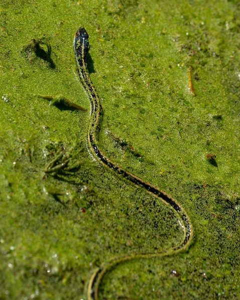 Vertical Closeup Shot Snake Slithering Algae Preserve — Stock Photo, Image