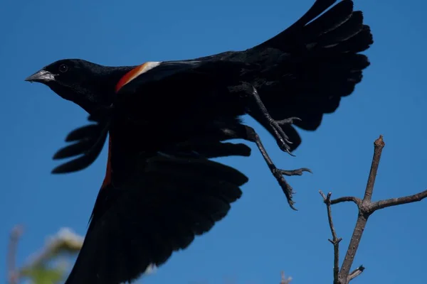 Zbliżenie Ujęcia Czerwonego Skrzydlatego Blackbirda Lecącego Błękitne Niebo — Zdjęcie stockowe