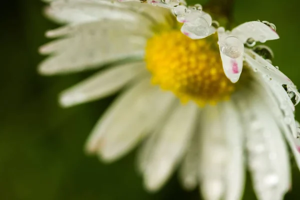 Eine Nahaufnahme Von Gänseblümchenblättern Die Mit Regentropfen Auf Einem Natürlichen — Stockfoto