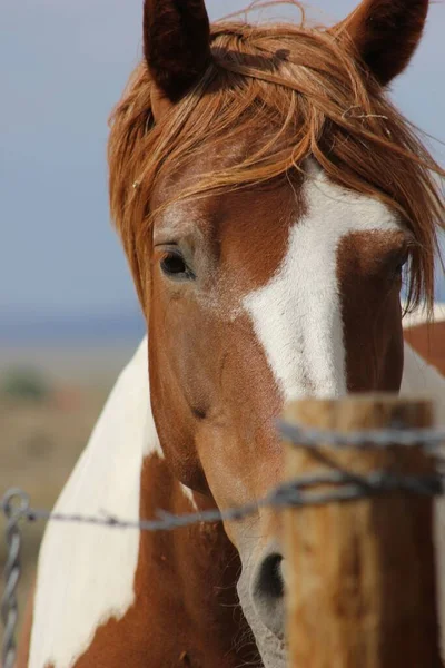 Colpo Verticale Cavallo Mustang Sullo Sfondo Sfocato — Foto Stock