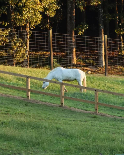 在农场上用木制栅栏放牧的一匹白马的垂直镜头 — 图库照片