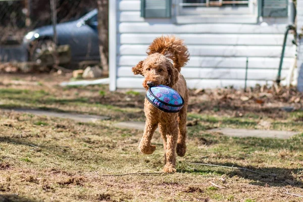 Scenic View Labradoodle Dog Playing Fetch Frisbee Outdoors — Stock Photo, Image