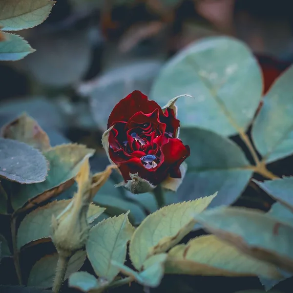 Closeup Shot Water Drops Red Rising Rose Green Leaves — Stock Photo, Image