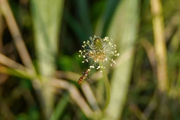 Eine Nahaufnahme Einer Honigbiene Auf Der Weißen Blume Garten — Stockfoto