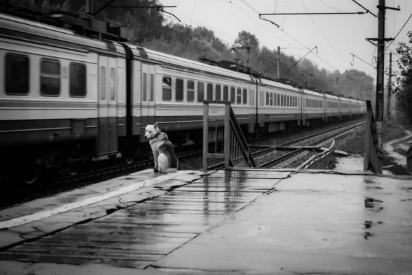 莫斯科地区站在车站旁的一只孤独的狗的灰白比例 — 图库照片
