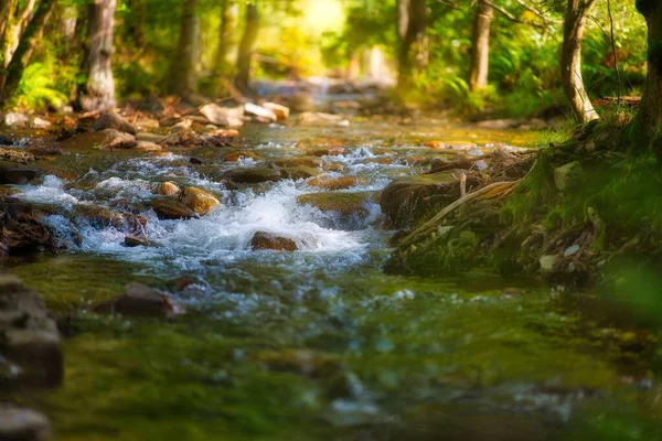 Spokojny Potok Rzeki Środku Lasu Turyngii Słoneczny Jesienny Dzień — Zdjęcie stockowe