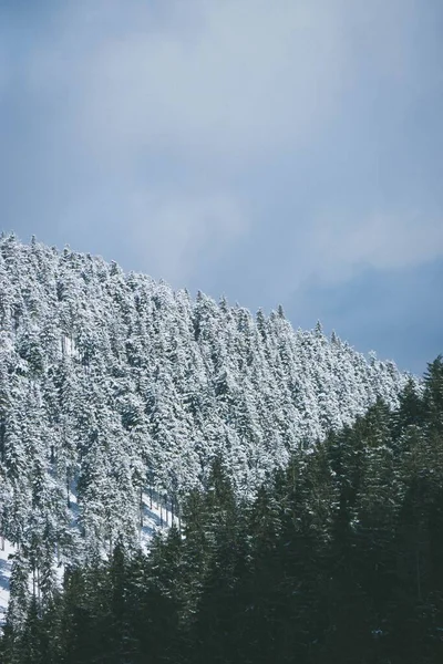 Bewolkte Lucht Boven Dichte Bomen Bedekt Met Sneeuw Winter Het — Stockfoto