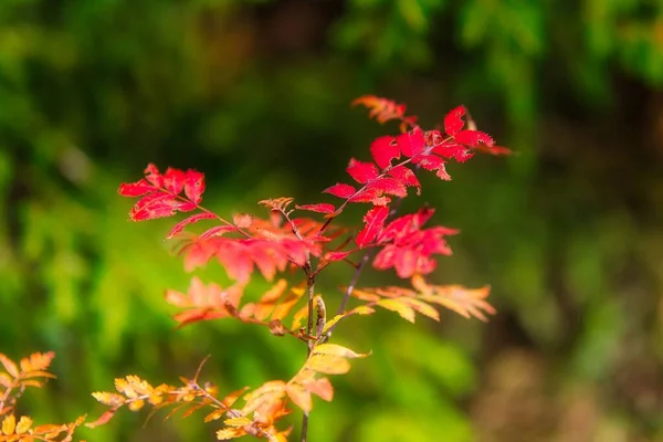 晴れた秋の日には ツリンギアンの森の木の上に赤い葉 — ストック写真