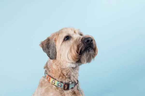 Portrait Beautiful Wheaten Terrier Blue Wall — Stock Photo, Image