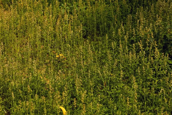 緑の野生植物の葉を持つ熱帯テクスチャの背景 自然壁紙 — ストック写真