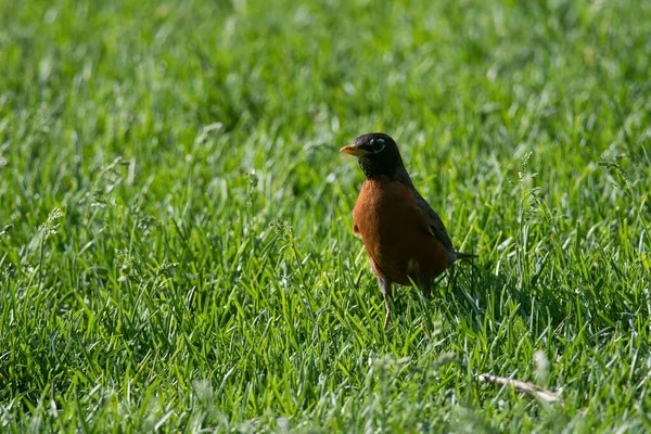 Närbild Amerikansk Robin Promenader Gräs — Stockfoto