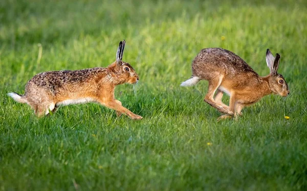 Una Vista Panorámica Dos Conejos Liebre Encontrados Saltando Campo Abierto —  Fotos de Stock
