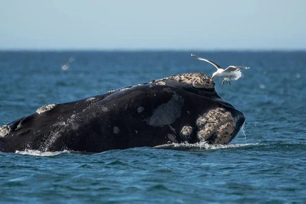 Een Walvis Zee Met Een Meeuw Eroverheen — Stockfoto