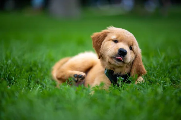 緑の芝生の上に寝そべってるかわいいゴールデンレトリバー子犬 — ストック写真