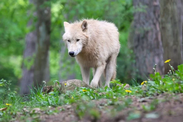 Een Majestueuze Arctische Wolf Een Immer Groen Bos — Stockfoto