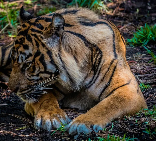 Grande Tigre Panthera Tigris Descansando Natureza — Fotografia de Stock