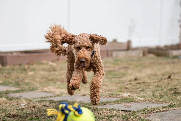 Beautiful Red Brown Poodle Playing Ball Outdoors — Stock Photo, Image