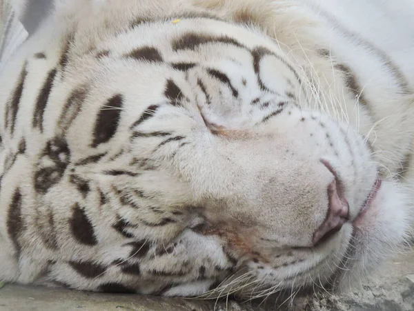 The white tiger or bleached tiger is a pigmentation variant of the Bengal tiger, which is reported in the wild from time to time in the Indian states.