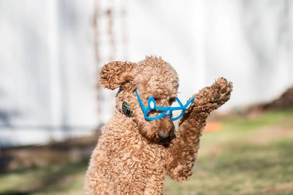 Primer Plano Color Beige Esponjoso Perro Labradoodle Con Gafas Azules —  Fotos de Stock