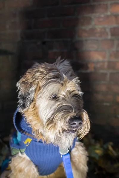 A vertical portrait of Soft-coated Wheaten Terrier dog in blue costume looking away next to brick wall on blurry background