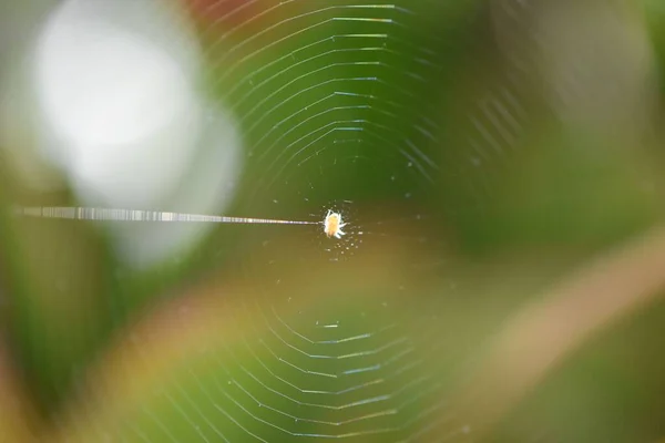 Вибірковий Фокус Маленького Павука Інтернеті Полі Під Сонячним Світлом — стокове фото