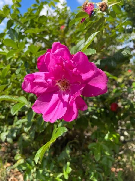 Sebuah Closeup Dari Mawar Merah Muda Terang Dikelilingi Oleh Dedaunan — Stok Foto