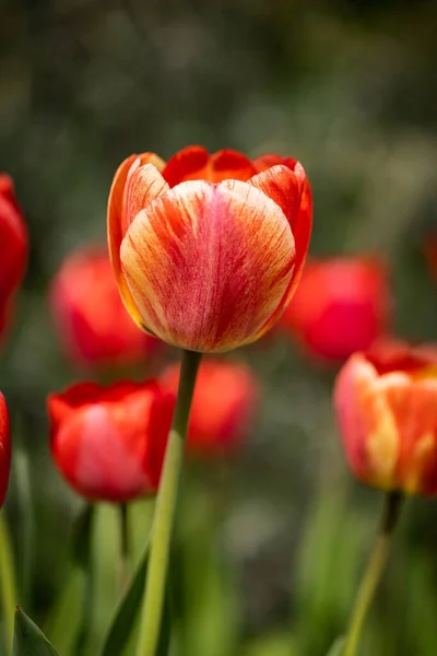 Enfoque Selectivo Vertical Primer Plano Tulipán Jardín Rojo Naranja — Foto de Stock