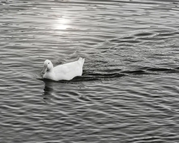 一只鸭子在湖上游泳 — 图库照片