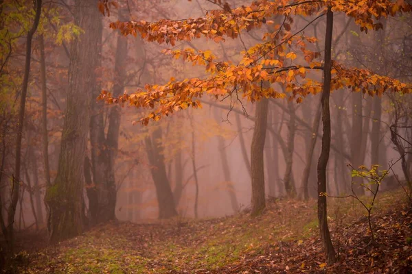 Krásný Výhled Zlaté Stromy Během Mlhavého Dopoledne — Stock fotografie
